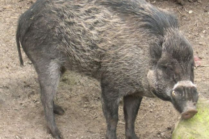 Visai warf świnia - kryushka pod ochroną prawa